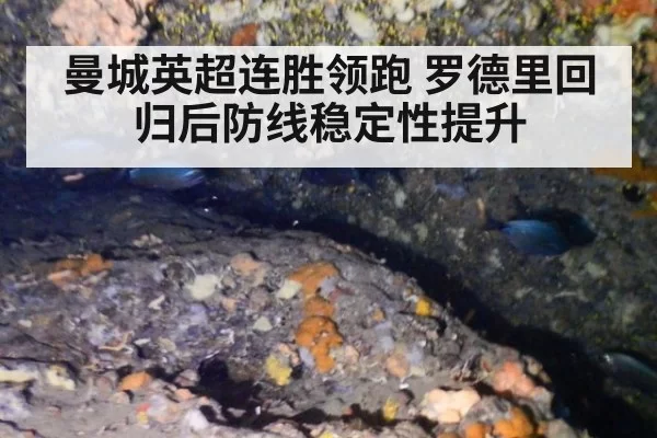 曼城英超连胜领跑 罗德里回归后防线稳定性提升